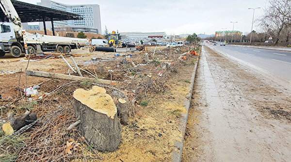 Başkent’te yeşil kıyım: Ankara Büyükşehir Belediyesi 200 ağacı kesti.