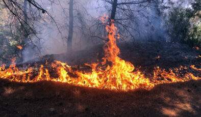 Manisa’da orman yangını çıktı